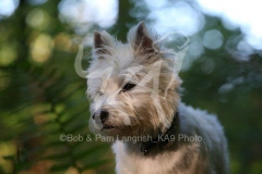 Terrier - West Highland White