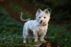 Terrier - West Highland White