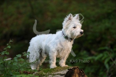 Terrier - West Highland White