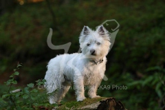 Terrier - West Highland White