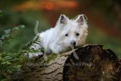 Terrier - West Highland White