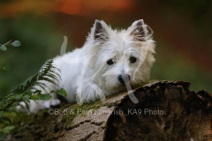 Terrier - West Highland White