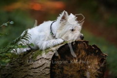 Terrier - West Highland White