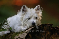 Terrier - West Highland White