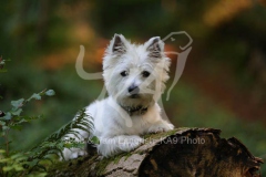 Terrier - West Highland White