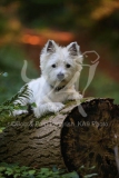 Terrier - West Highland White