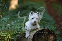 Terrier - West Highland White