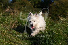 Terrier - West Highland White