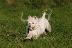 Terrier - West Highland White