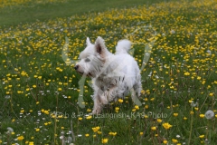 Terrier - West Highland White