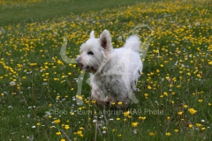 Terrier - West Highland White