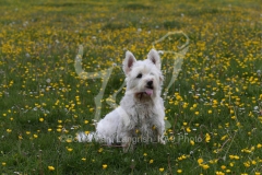 Terrier - West Highland White