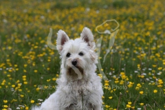 Terrier - West Highland White