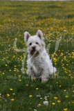 Terrier - West Highland White