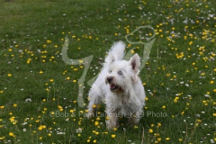 Terrier - West Highland White