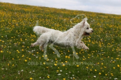 Terrier - West Highland White