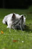 Terrier - West Highland White