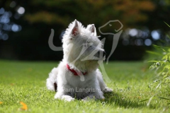 Terrier - West Highland White