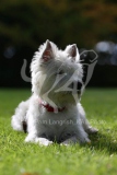 Terrier - West Highland White