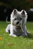 Terrier - West Highland White