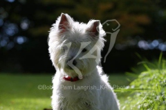 Terrier - West Highland White