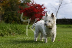 Terrier - West Highland White