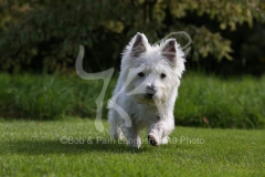 Terrier - West Highland White