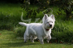 Terrier - West Highland White