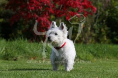 Terrier - West Highland White