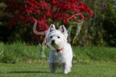 Terrier - West Highland White