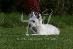 Terrier - West Highland White