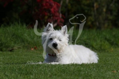 Terrier - West Highland White