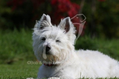 Terrier - West Highland White