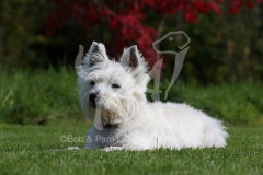 Terrier - West Highland White