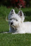 Terrier - West Highland White