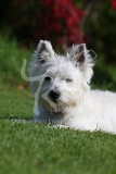 Terrier - West Highland White