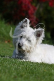 Terrier - West Highland White