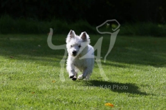 Terrier - West Highland White