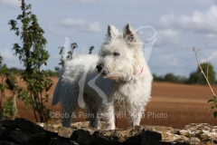 Terrier - West Highland White