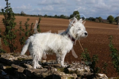 Terrier - West Highland White