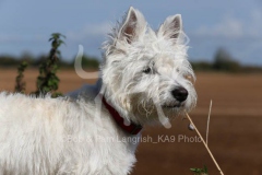 Terrier - West Highland White