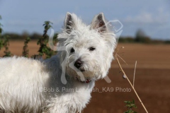 Terrier - West Highland White