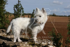 Terrier - West Highland White