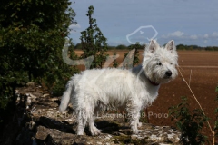 Terrier - West Highland White