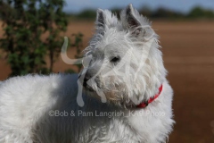 Terrier - West Highland White