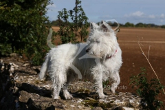 Terrier - West Highland White