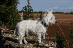 Terrier - West Highland White