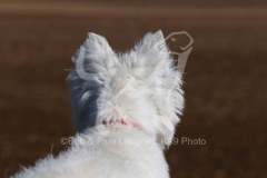 Terrier - West Highland White