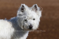 Terrier - West Highland White