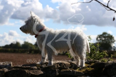 Terrier - West Highland White